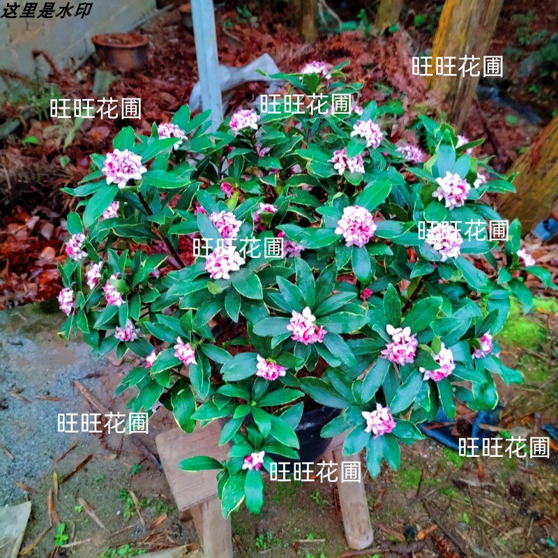 金边瑞香耐寒花卉观花植物室内带花浓香型观花盆栽四季盆景包邮,淘宝优惠券,粉丝福利购,淘宝优惠卷