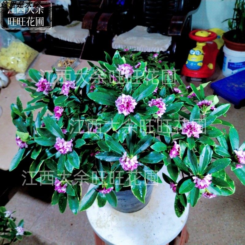 金边瑞香耐寒花卉观花植物室内带花浓香型观花盆栽四季盆景包邮,淘宝优惠券,粉丝福利购,淘宝优惠卷