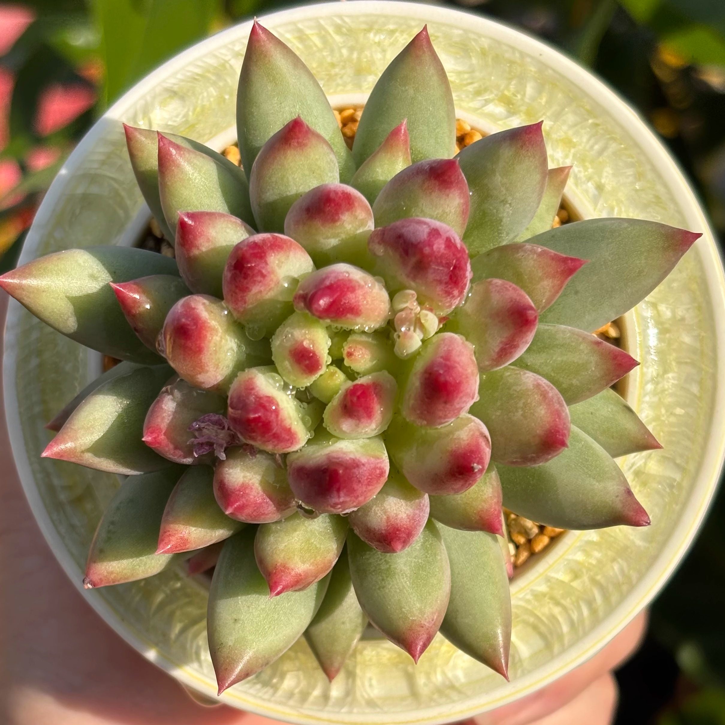 慢悠花房 岩字 办公室精品多肉阳台绿植园艺盆栽花卉庭院多肉,淘宝优惠券,粉丝福利购,淘宝优惠卷