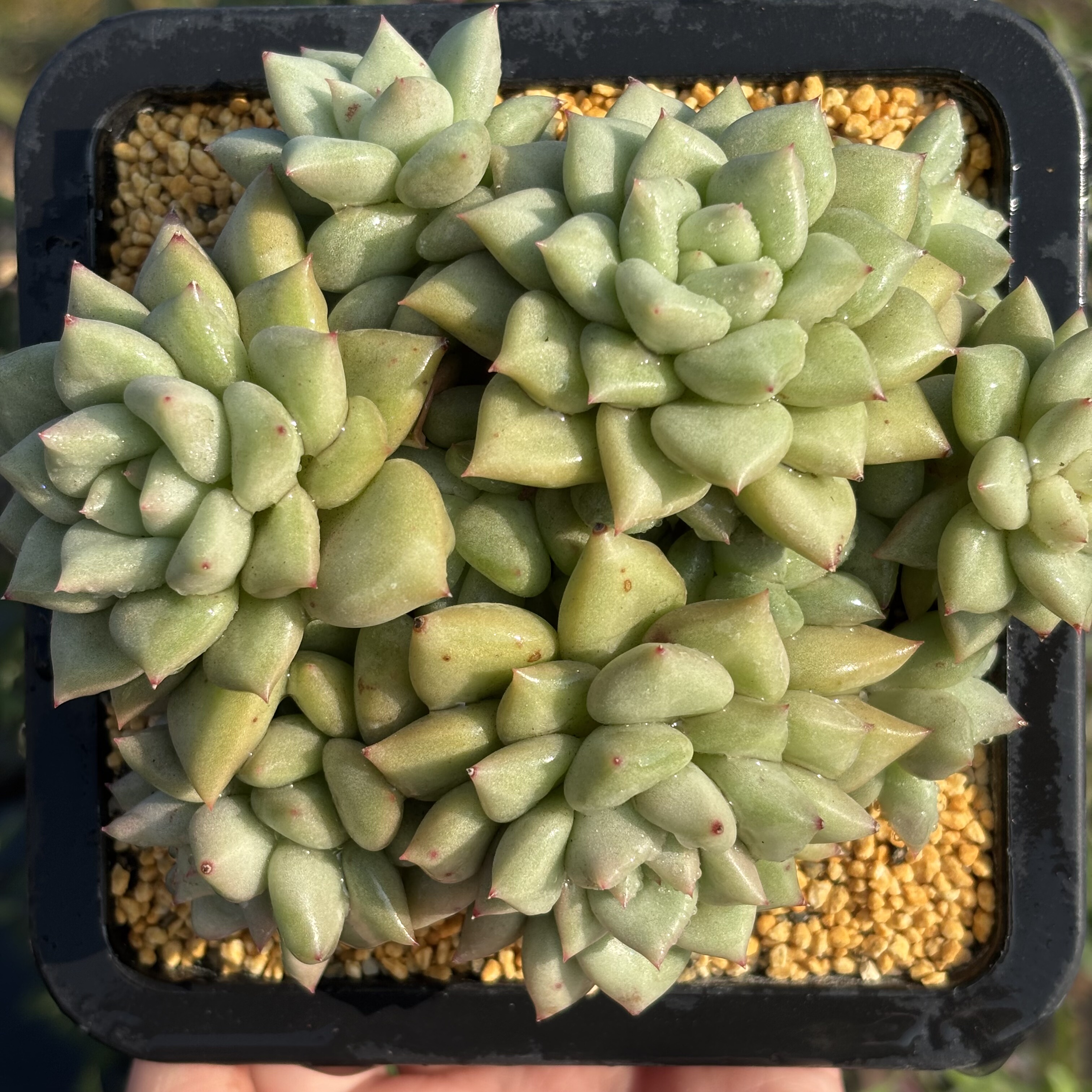 慢悠花房象牙精品多肉绿植园艺盆栽花卉庭院多肉,淘宝优惠券,粉丝福利购,淘宝优惠卷