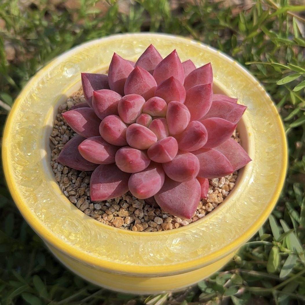 慢悠花房 红虞美人 精品多肉绿植园艺盆栽花卉庭院多肉植物,淘宝优惠券,粉丝福利购,淘宝优惠卷