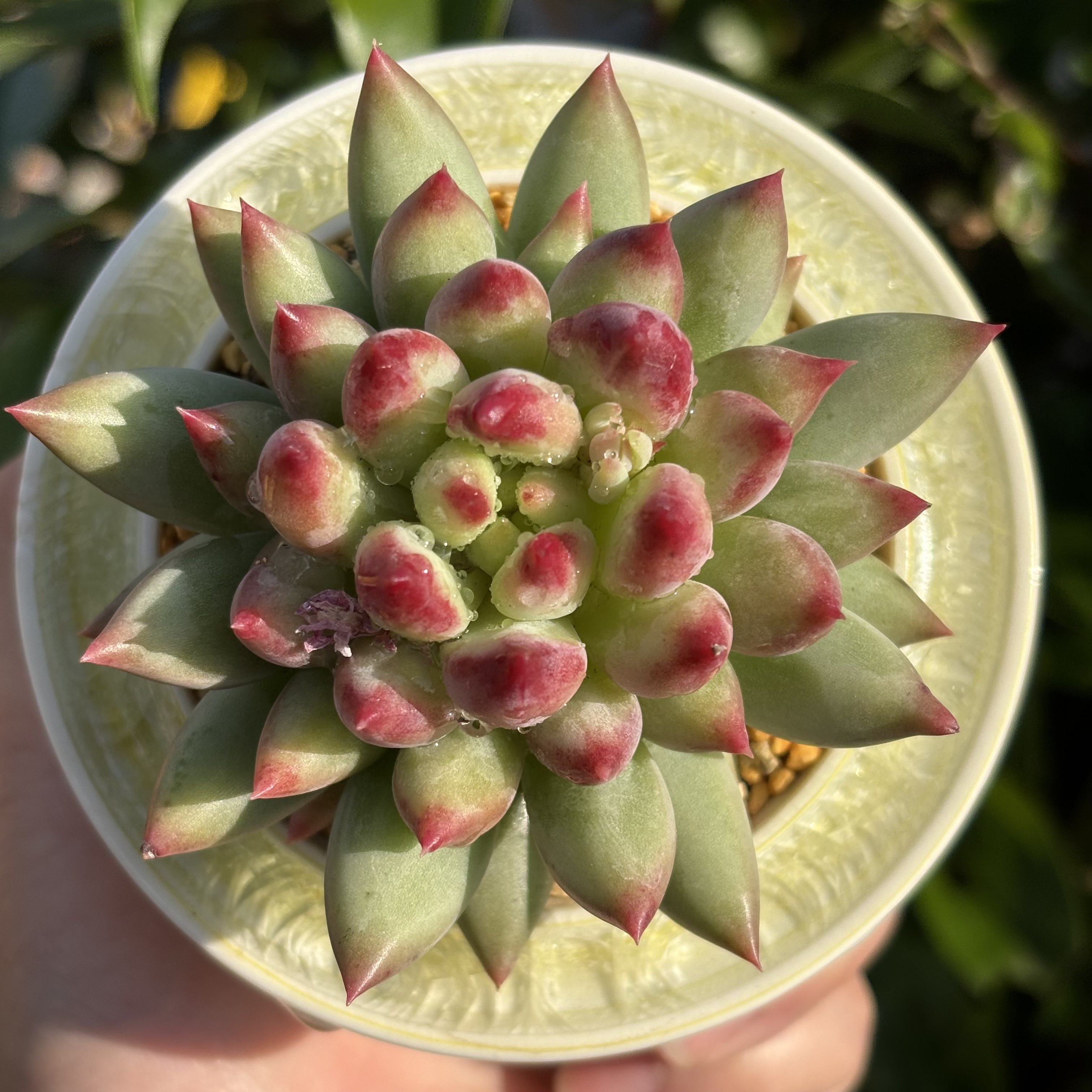 慢悠花房 岩字 办公室精品多肉阳台绿植园艺盆栽花卉庭院多肉,淘宝优惠券,粉丝福利购,淘宝优惠卷