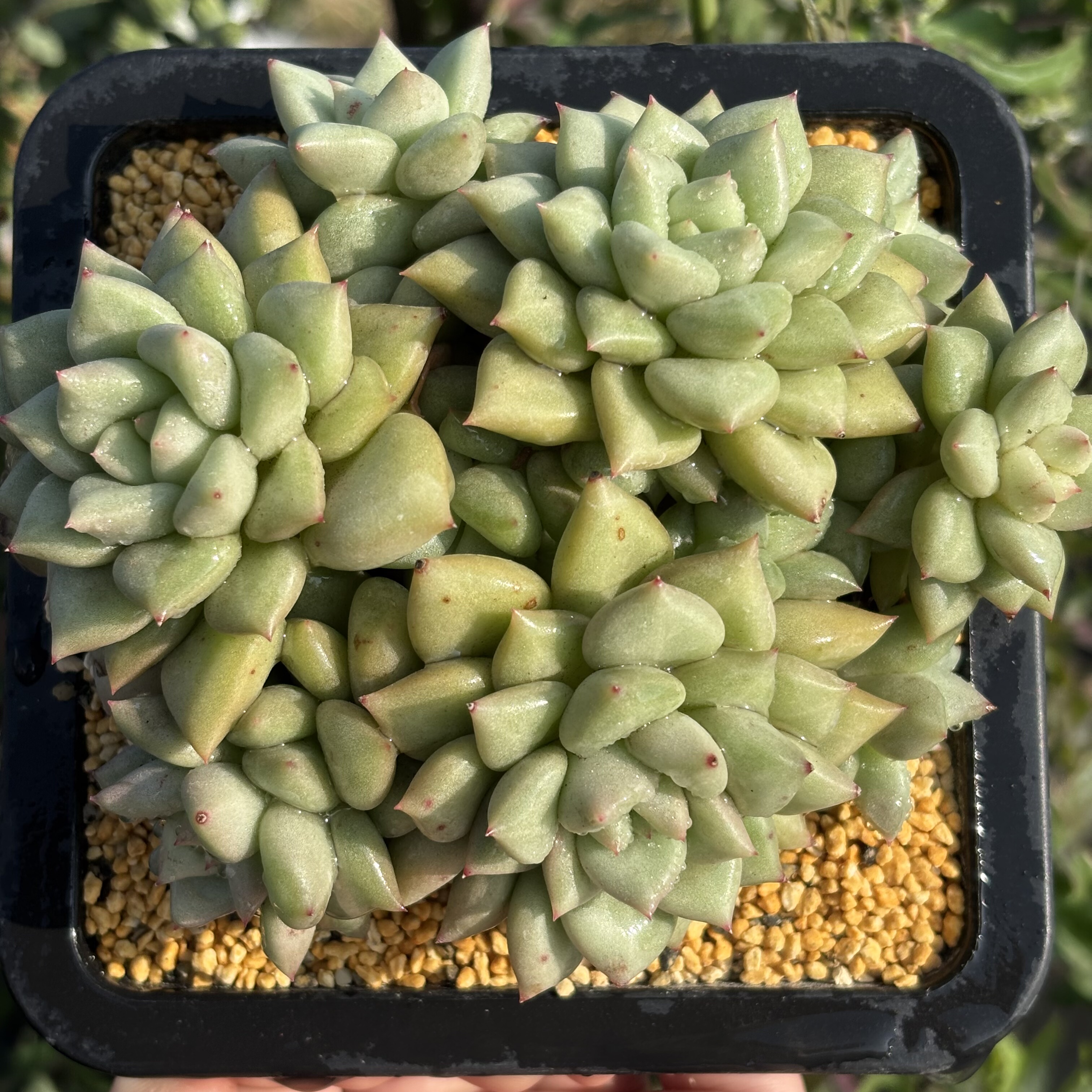 慢悠花房象牙精品多肉绿植园艺盆栽花卉庭院多肉,淘宝优惠券,粉丝福利购,淘宝优惠卷