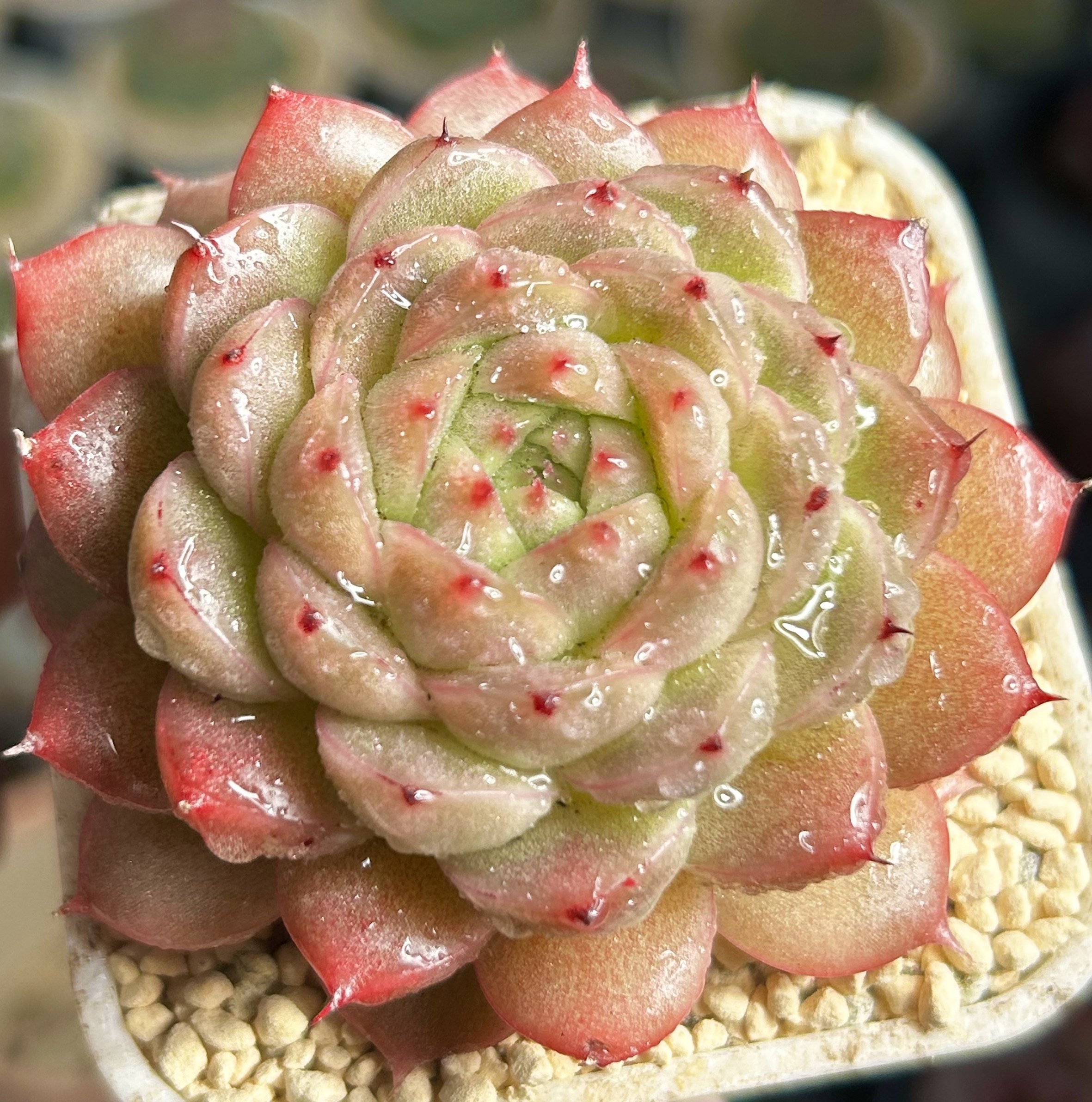 慢悠花房 山河盏珍妮麦秆办公室阳台绿植园艺盆栽花卉庭院多肉,淘宝优惠券,粉丝福利购,淘宝优惠卷