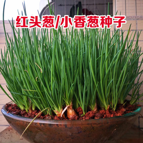 四季小香葱红头葱种子阳台盆栽火葱四季葱种熬榨葱油干葱头广东红 - 图0