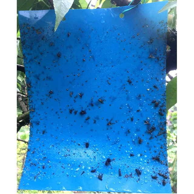 Double-sided sticky board, yellow board, insect trap board, yellow small flying insect killer, fruit fly trap, sticky board, orchard greenhouse