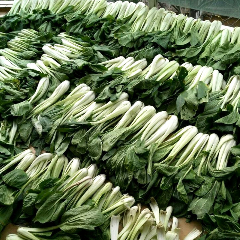 小白菜种子 长梗白菜花叶高梗白壶瓶长梗白加工腌制四季小青菜籽