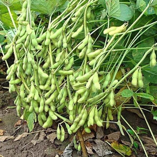 Old varieties of large black bean seeds, green heart black bean seeds