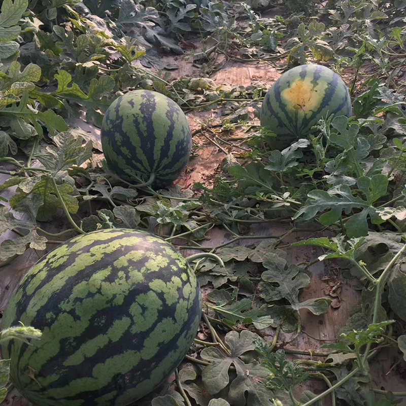 甜王西瓜种子农田基地种子早熟春秋大果高糖短椭圆红瓤西瓜种籽-图0