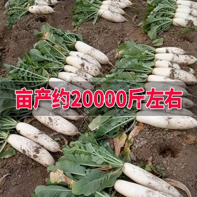 圣凯华农浙大长白萝卜种子籽春秋播大田冬储蔬菜经济作物蔬菜种子 虎窝淘