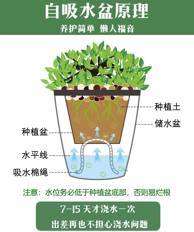 金枝玉叶盆栽雅乐之舞多肉植物室内桌面绿植喜光花卉老桩四季常青 - 图2