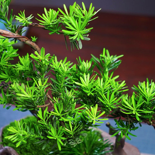 造型罗汉松盆景室内高端创意盆栽植物好养易活茶几绿植办公室花卉 - 图2
