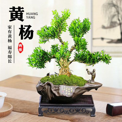 黄杨老桩盆景树苗雀舌皱皮造型小叶盆栽绿植室内客厅好养树桩植物 - 图0