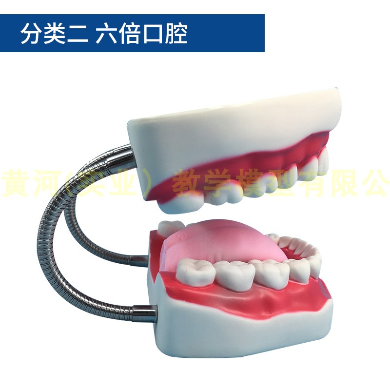 口腔保健护理牙齿模型 幼儿园教具 儿童刷牙玩具牙齿牙科演示构造 - 图3