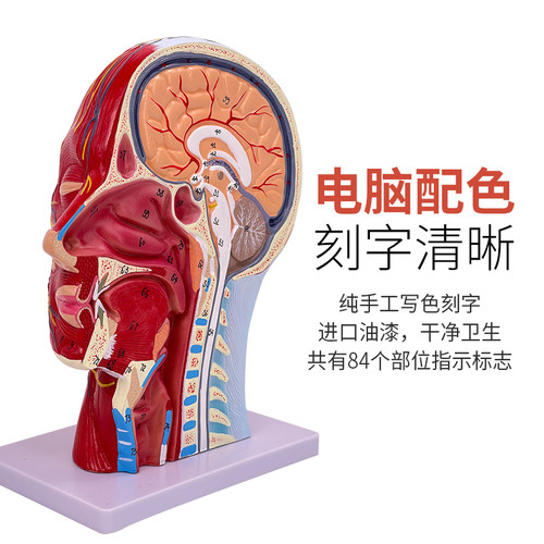 医学人体头面部浅表神经血管解剖模型大脑肌肉医美微整形注射模型 - 图1