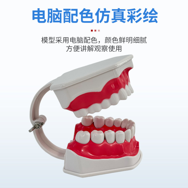 Oral Model Mannequin Huanghe Teaching