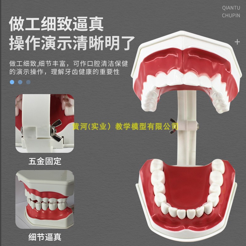 儿童口腔模型 牙齿模型 早教教学牙齿模型2倍放大可拆下排带舌头 - 图1