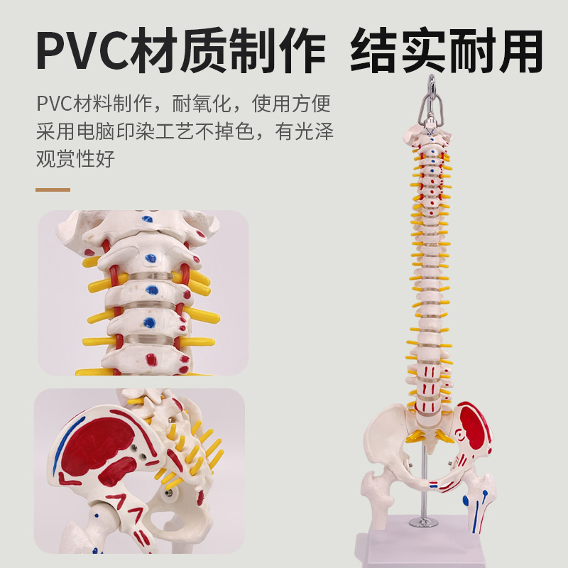 45 85cm人体脊柱模型 医学正骨练习骨骼模型颈椎腰椎脊椎骨架模型 - 图1