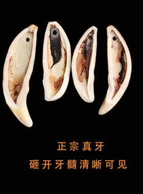 真黑狗牙齿吊坠儿童宝宝真牙项链