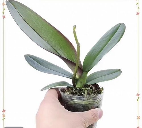 黑鸟蝴蝶兰2.8寸带花剑浓香型室内绿植盆栽花卉好养年宵花 - 图3