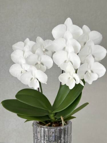 白天鹅蝴蝶兰带花剑2.8大苗室内绿植盆栽客厅花卉花期长好养年宵 - 图0