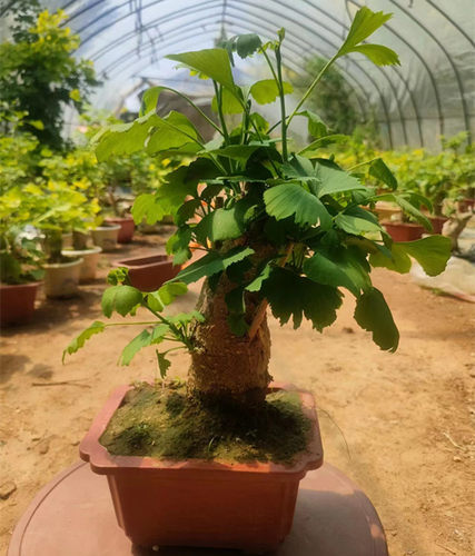 金叶银杏 银杏树苗  盆栽 室内小型树桩盆景 庭院绿化植物 包邮 - 图0