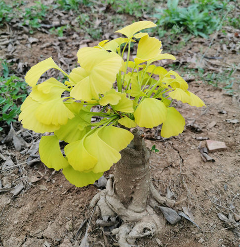 金叶银杏 银杏树苗  盆栽 室内小型树桩盆景 庭院绿化植物 包邮 - 图2