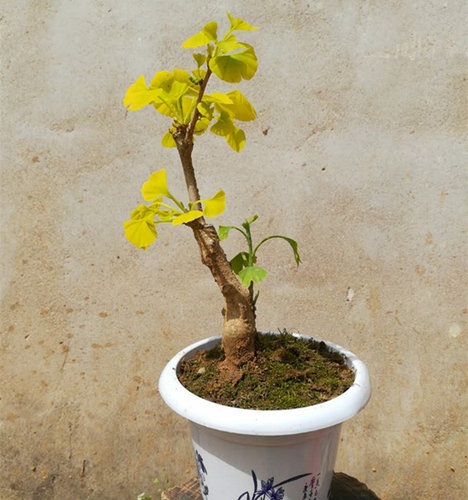金叶银杏 银杏树苗  盆栽 室内小型树桩盆景 庭院绿化植物 包邮 - 图1