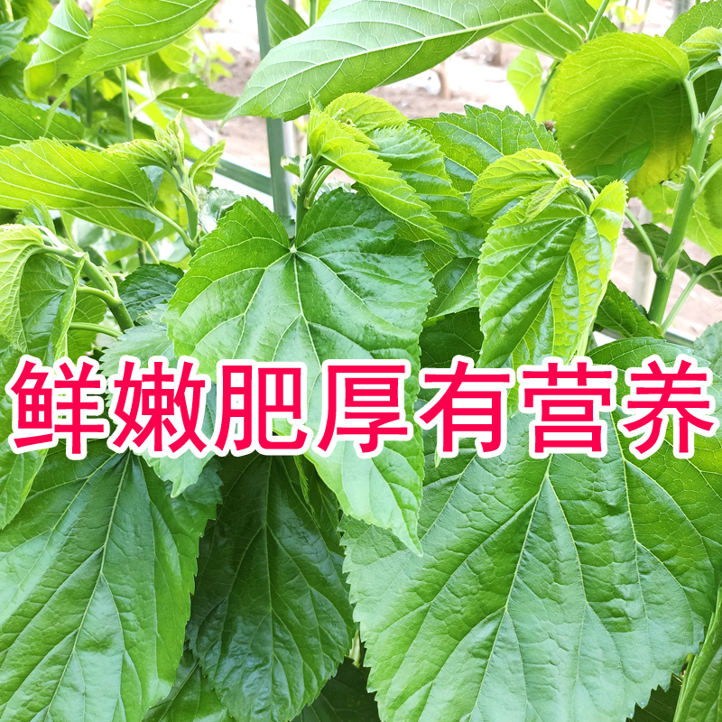 顺丰新鲜桑叶蚕宝宝饲料养蚕喂蚕现摘鲜嫩桑树叶蝉蚕叶小蚕食物 - 图0