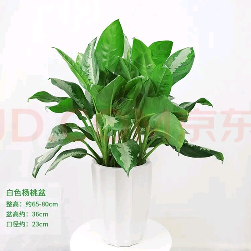 雅丽皇后盆栽好养活净化空气前台绿植办公桌面植物深圳同城配送 - 图2