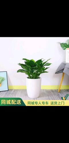 雅丽皇后盆栽好养活净化空气前台绿植办公桌面植物深圳同城配送 - 图0