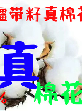 新疆原生态干棉花朵带籽棉桃摆件结婚伴手礼家居装饰干枝棉花朵