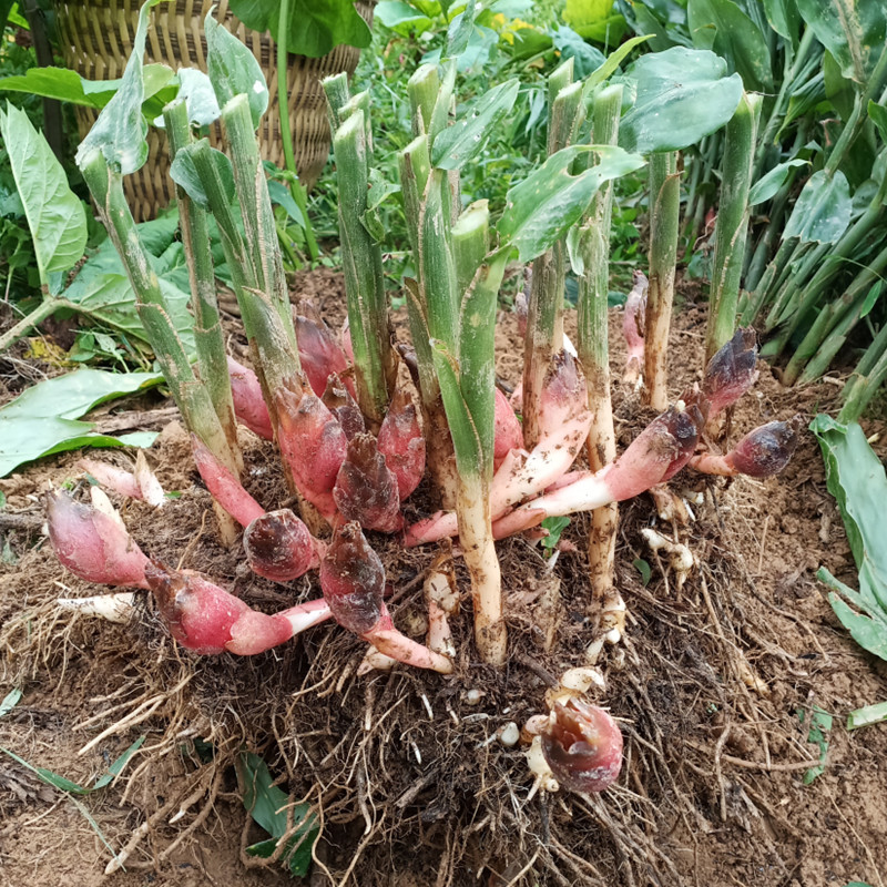 阳荷种根种苗洋火姜种子根四季盆栽蔬菜成活百分百现挖新鲜洋荷种 - 图0