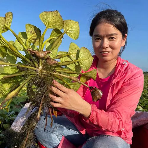 洪湖王文娟新鲜菱角4斤水栗子粉菱角棱角菱果凌果2000g京东 - 图1