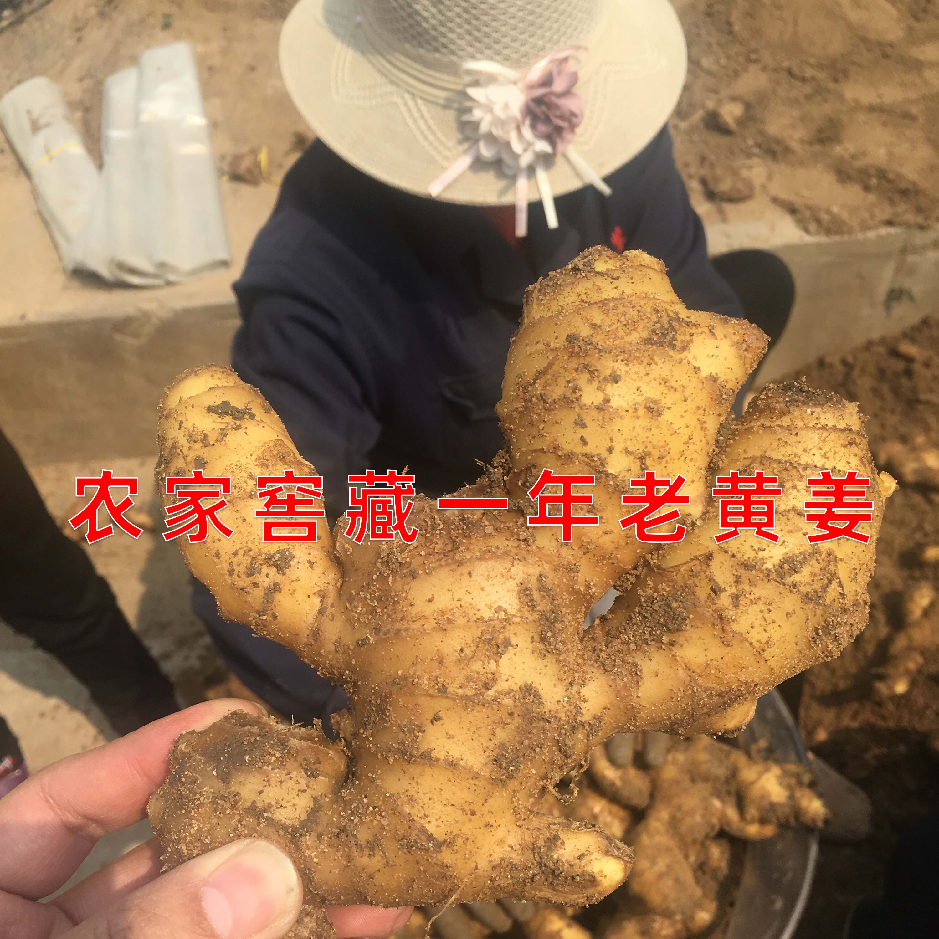 500ml纯姜汁鲜榨原汁无添加生姜老姜头发山东农家自种姜生姜水脱 - 图2