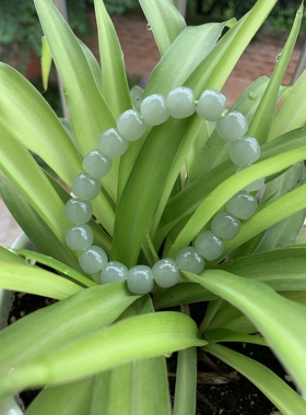 天然新疆和田玉石高冰晴水手链