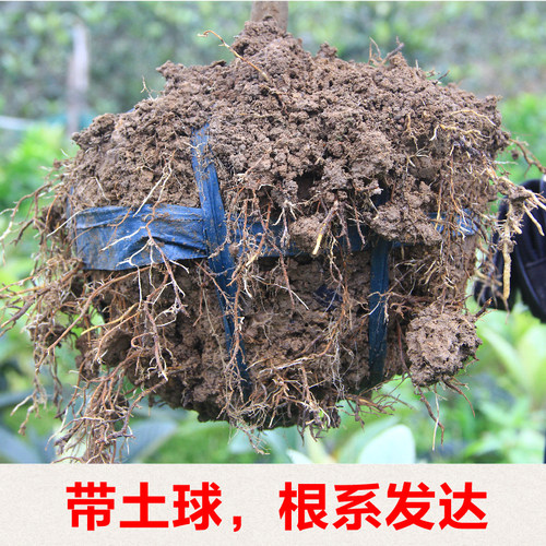 正宗宁海白枇杷苗原土球嫁接白荔枝品种白沙枇杷树苗木盆栽挂果早 - 图0