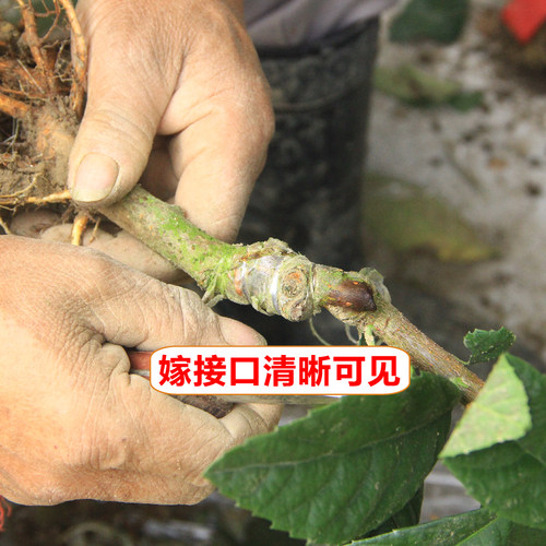 一年生宁海白软条白玉冠玉青种丰玉贵妃香妃等白沙枇杷苗品种包邮 - 图0