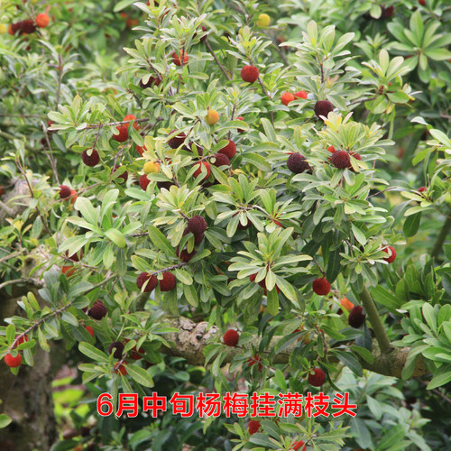 正宗嫁接荸荠杨梅苗余姚慈溪品种地栽带土球黑炭果树苗当年结果苗 - 图2