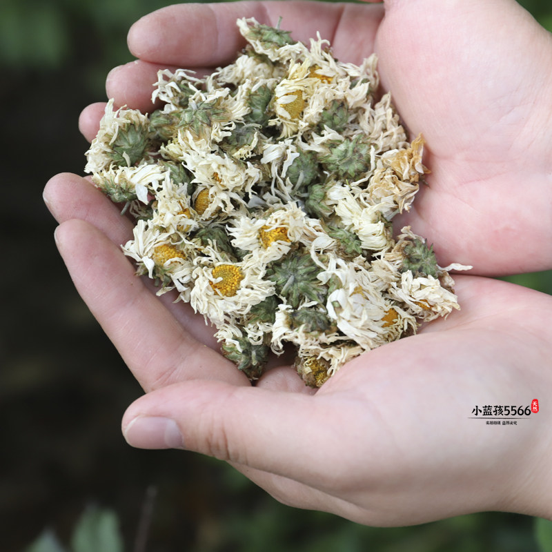 高山白菊花农家生晒白菊花茶杭白菊2瓶菊花茶新货干花花茶泡水喝