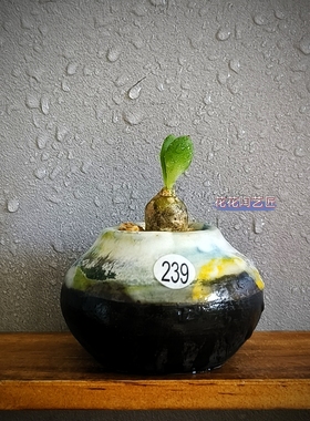 景德镇手工多肉花盆坛子姐拇指盆迷你粗陶小老桩花盆肉锥花盆