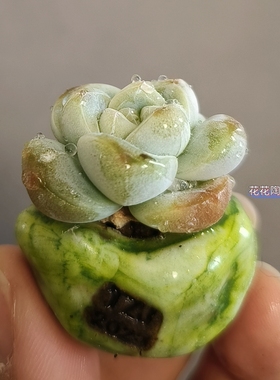 景德镇手工多肉花盆坛子姐手捏矮款指尖盆拇指盆复古粗陶陶土花盆