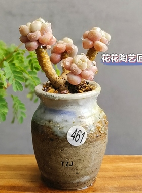景德镇手工多肉花盆坛子姐拇指盆迷你盆小老桩花盆肉锥枝干番杏盆
