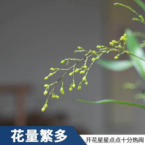 Mengxiang Orchids Pot Prost Plant Plant Plant Flower Office Зеленый растение сажан