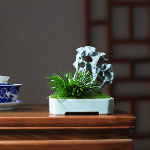 菖蒲蕨类小盆栽植物室内办公室桌面茶室四季常青创意绿植假山盆景 - 图0