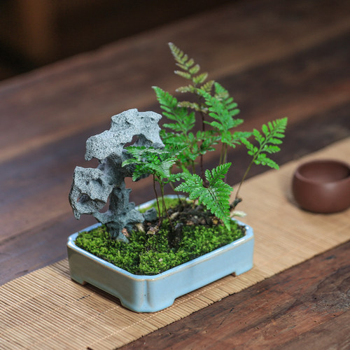 菖蒲蕨类小盆栽植物室内办公室桌面茶室四季常青创意绿植假山盆景 - 图1