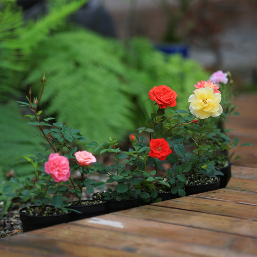 迷你微月季姬月季苗日本姬乙女室内四季开花盆栽阳台桌面绿植花卉 - 图3