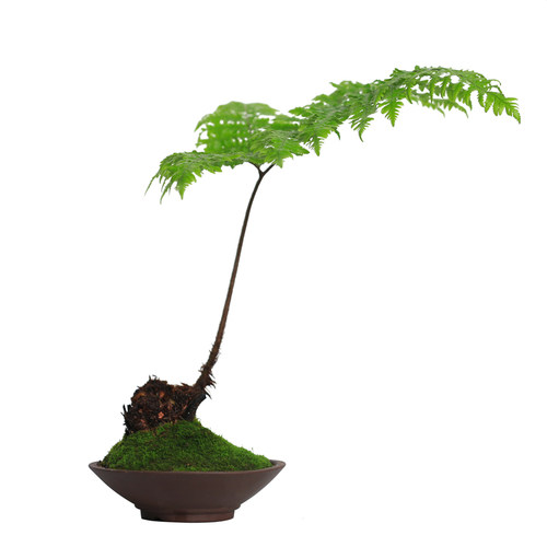 红磷蕨类植物一叶蕨小盆栽耐阴好养绿植茶台室内常绿观叶禅意盆景 - 图3