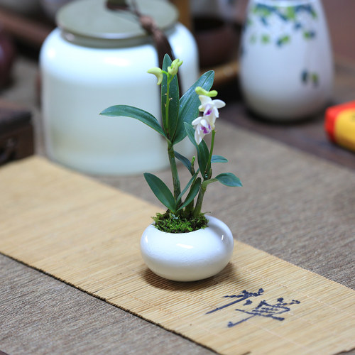 迷你盆栽仙客来石斛兰花盆栽桌面绿植办公室茶台指尖盆栽室内植物 - 图0