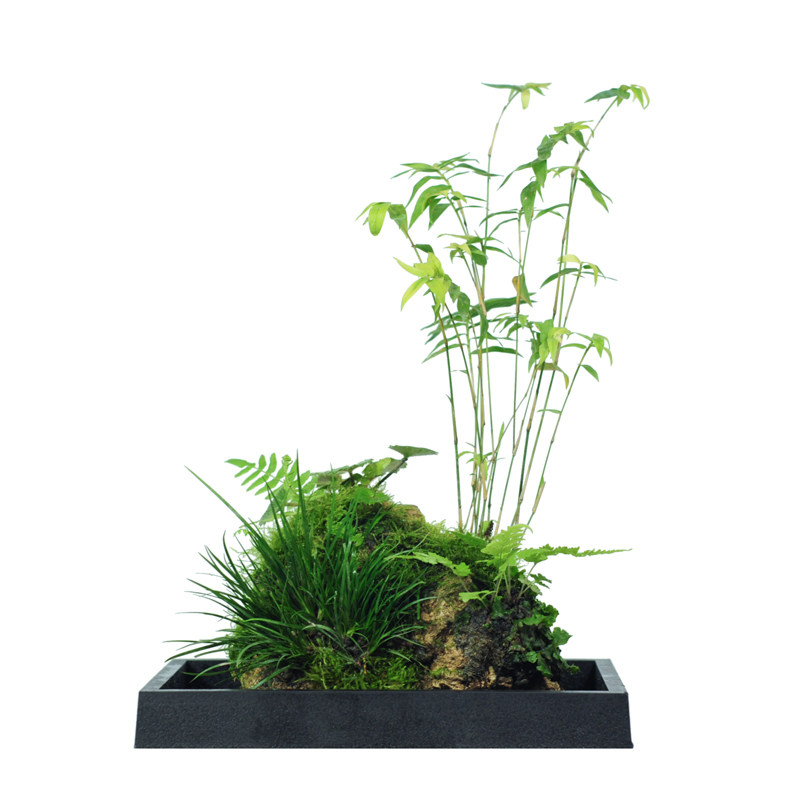 附石菖蒲吸水石小盆景配米竹盆栽室内桌面绿植苔藓微景观水培植物,淘宝优惠券,粉丝福利购,淘宝优惠卷